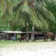 96- La maison et les chevaux dans la Baie Daniel 